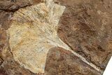 Two Fossil Ginkgo Leaves From North Dakota - Paleocene #234586-1